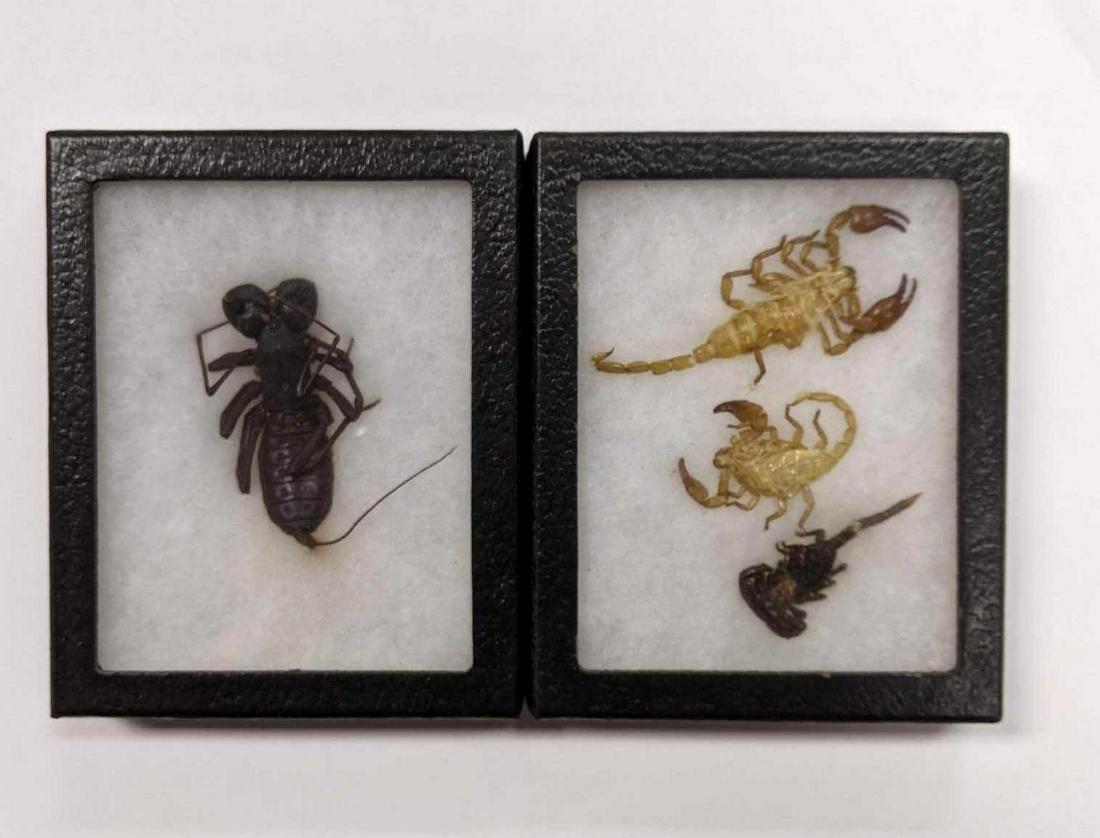 Scorpion Specimens (1 of 6)