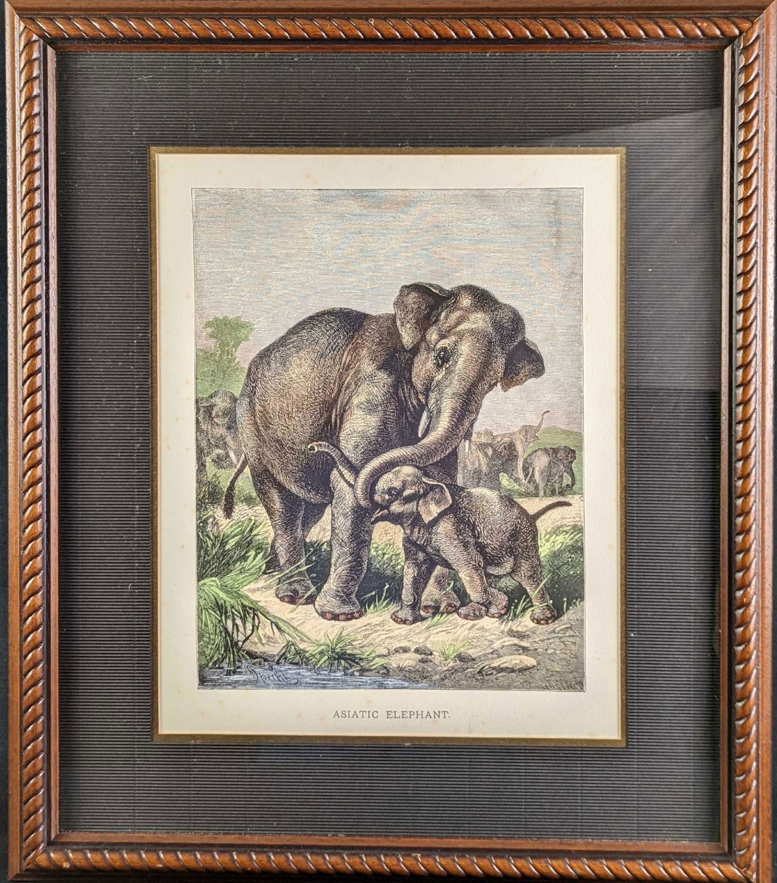 Antique Hand Colored Engraving Asiatic Elephant & Baby (1 of 6)