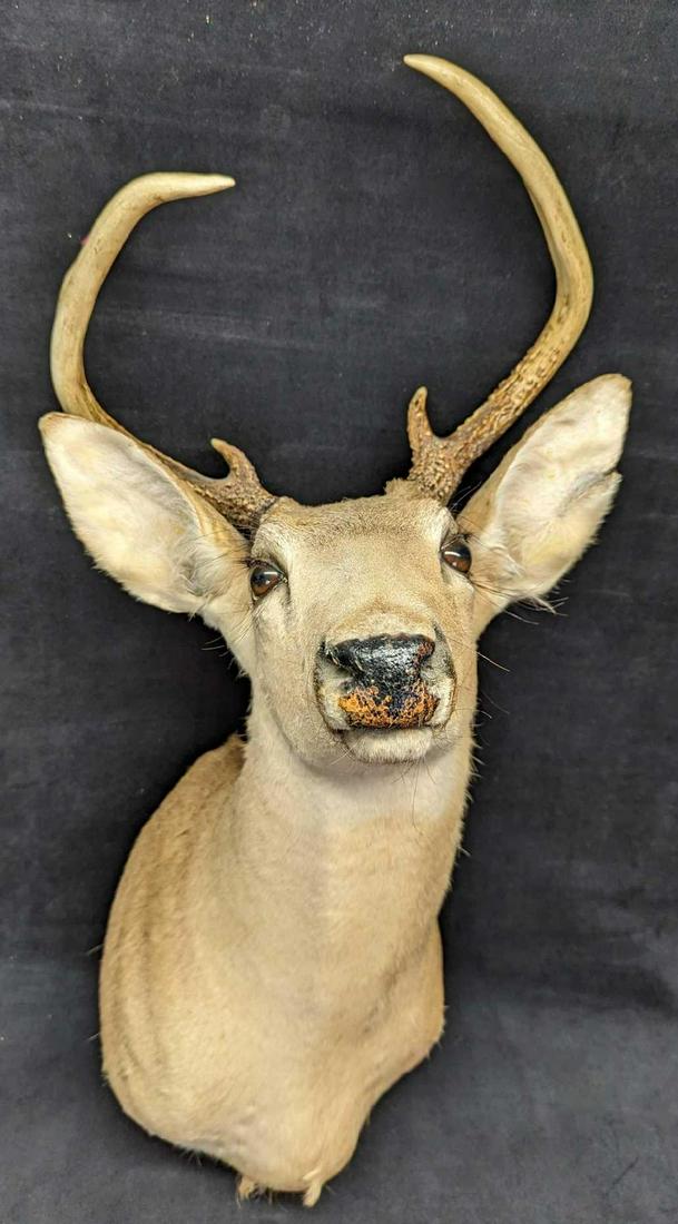 Vintage 5 Point Buck Deer Head & Shoulder Taxidermy Mount: Vintage 5 Point Buck Deer Head & Shoulder Taxidermy Mount 5 Point Head & Shoulder Mount In A Good Vintage Condition. There is some wear on the nose and a rip on the left ear.
