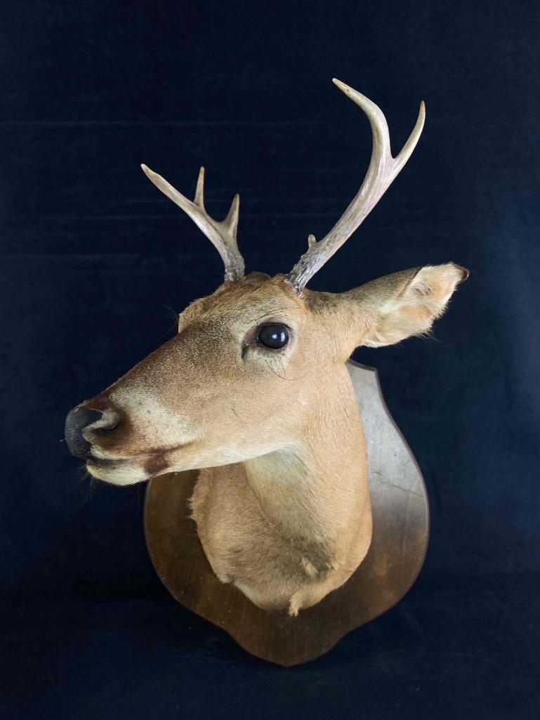 Vintage 5 Point Buck Deer Head & Shoulder Taxidermy Mount: Vintage 5 Point Buck Deer Head & Shoulder Taxidermy Mount 5-6 Point Head & Shoulder Mount Very Good Condition 5 Lbs 31" x 19" x 21"