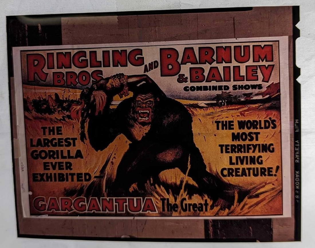 Kodak Transparent 4 X 5 Gargantua The Great Gorilla Poster: Kodak Transparent 4 X 5 Gargantua The Great Gorilla Poster. Here is a 4" x 5" Kodak Transparent of a vintage "Ringling Bros & Barnum & Bailey" Gargantua The Great" transpar