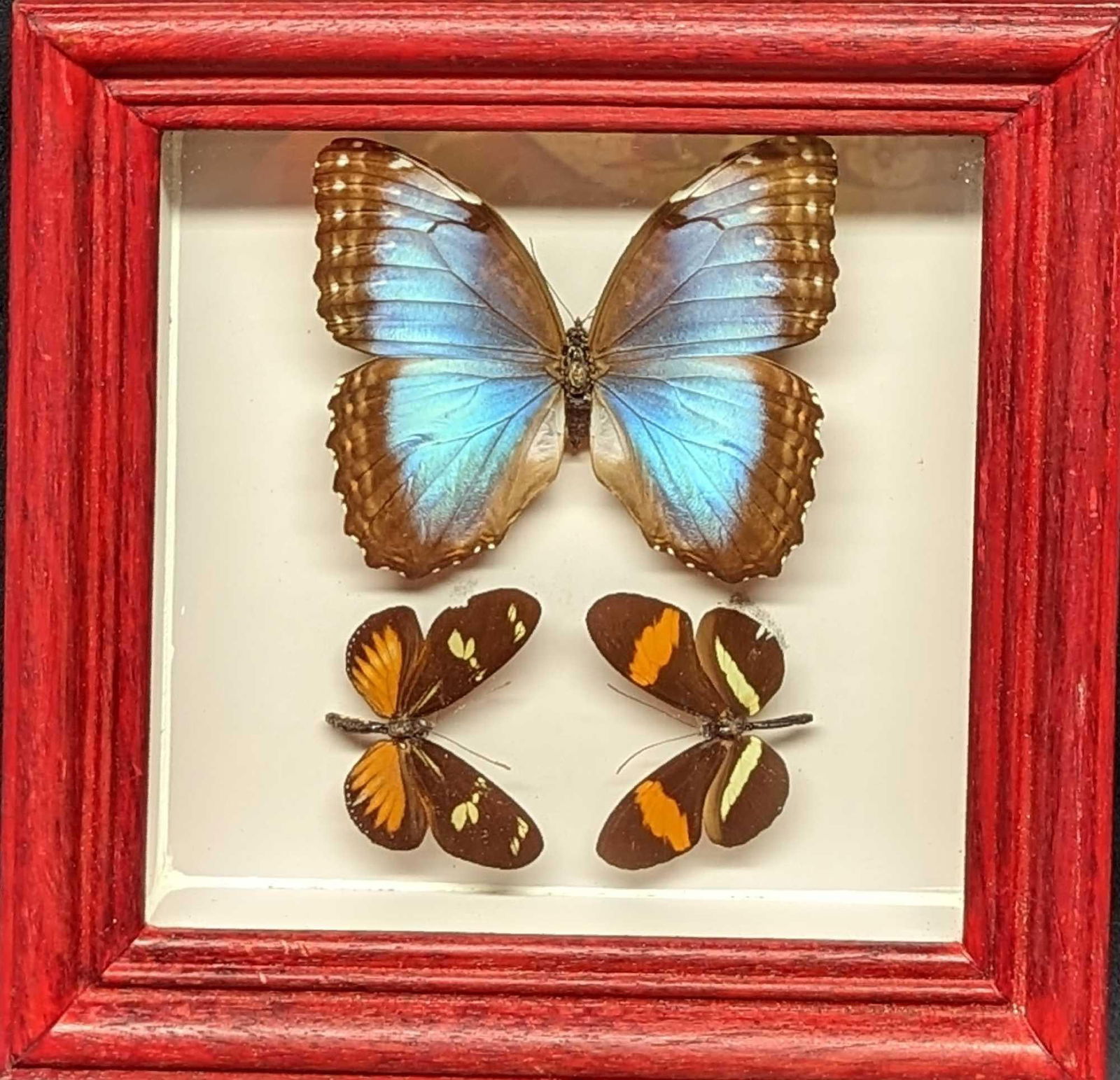 Mounted & Framed Godart's Morpho & Doris Longwing Butterflies (1 of 6)