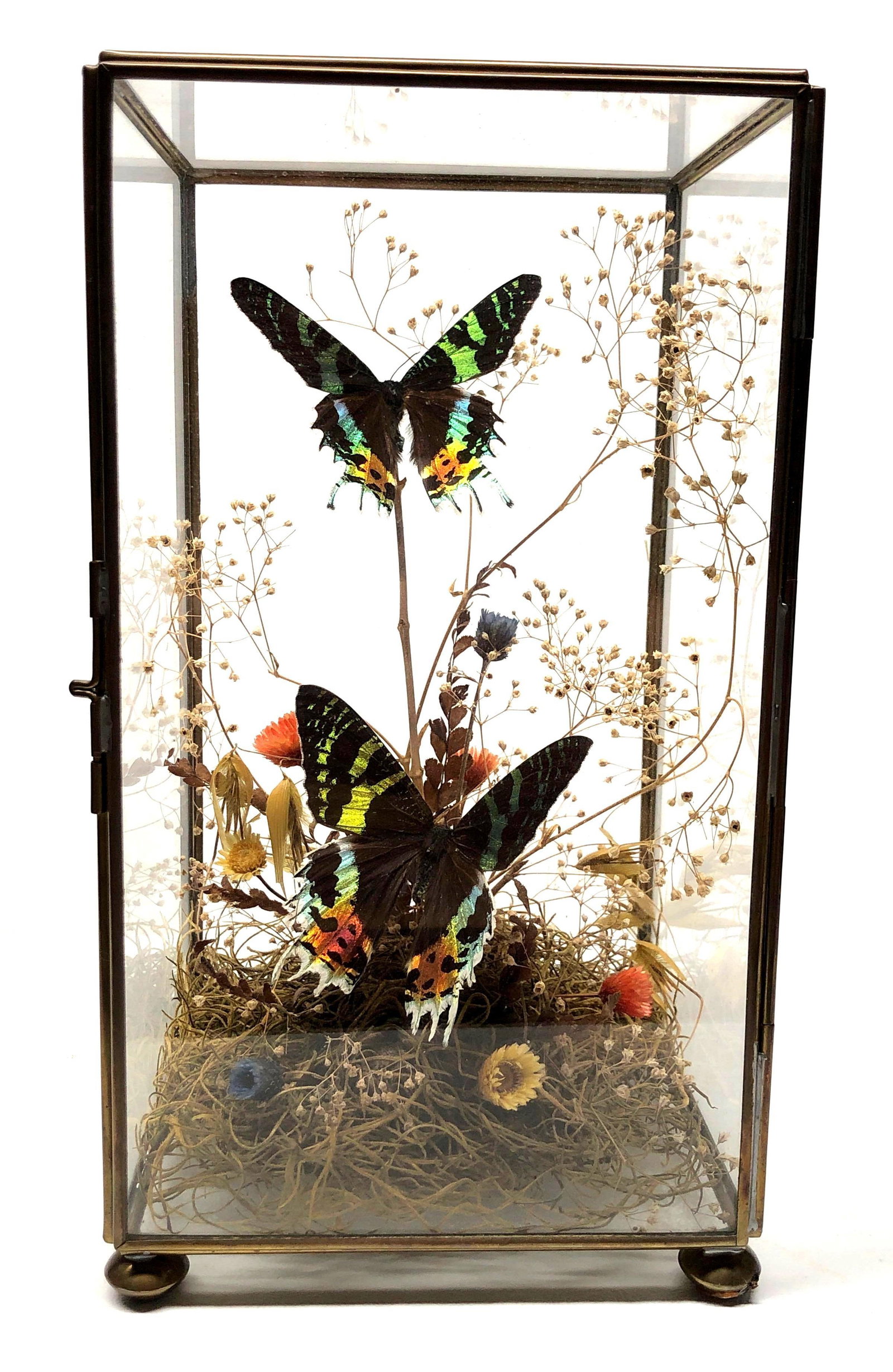 Chrysiridia Rhipheus Taxidermy Glass Terrarium (1 of 8)