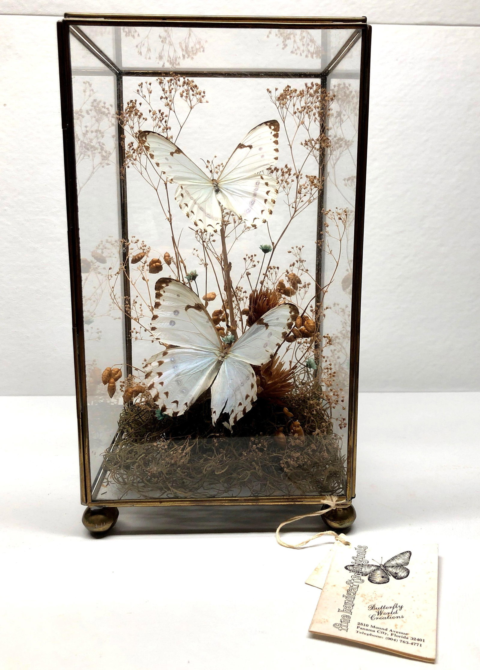 Morpho Catenarius Taxidermy Glass Terrarium: Butterfly World Creations Glass Terrarium displaying two Brazilian Morpho Catenarius. It is approx 10-1/4" x 5-3/4" x 5" and it weighs about 2.4lbs. Overall the Terrarium is in vintage con