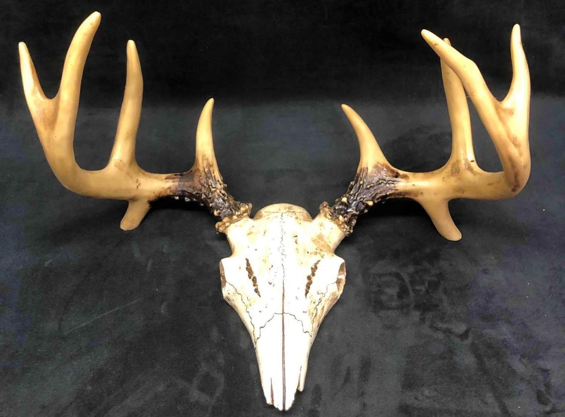 Resin Wall Sculpture Of 8 Point Buck Antlers & Skull: This lot contains a resin wall hanging sculpture of an eight point buck antlers and skull. Perfect for any man cave or southern style home. It is approx. 8 1/2" x 15" x 10 1/2" and weighs