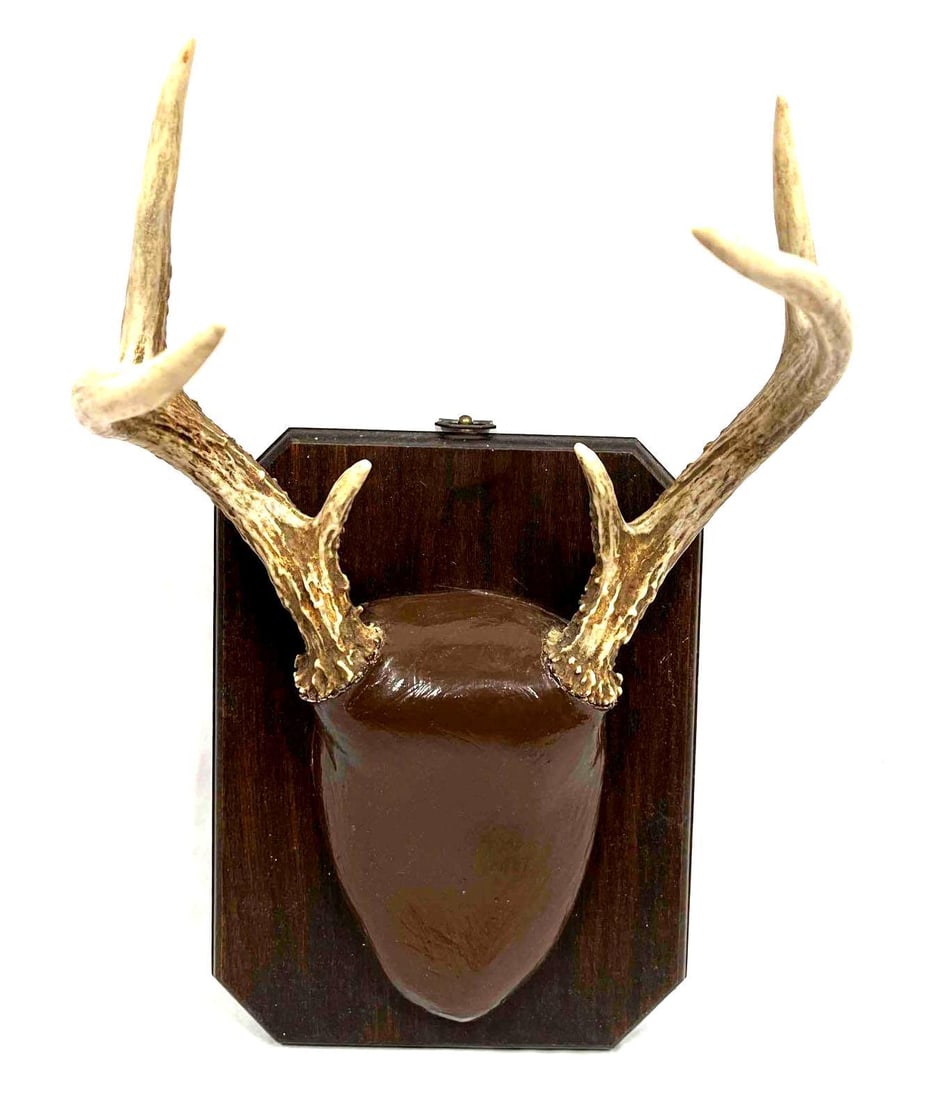 Vintage Wood Mounted Deer Antlers (1 of 10)
