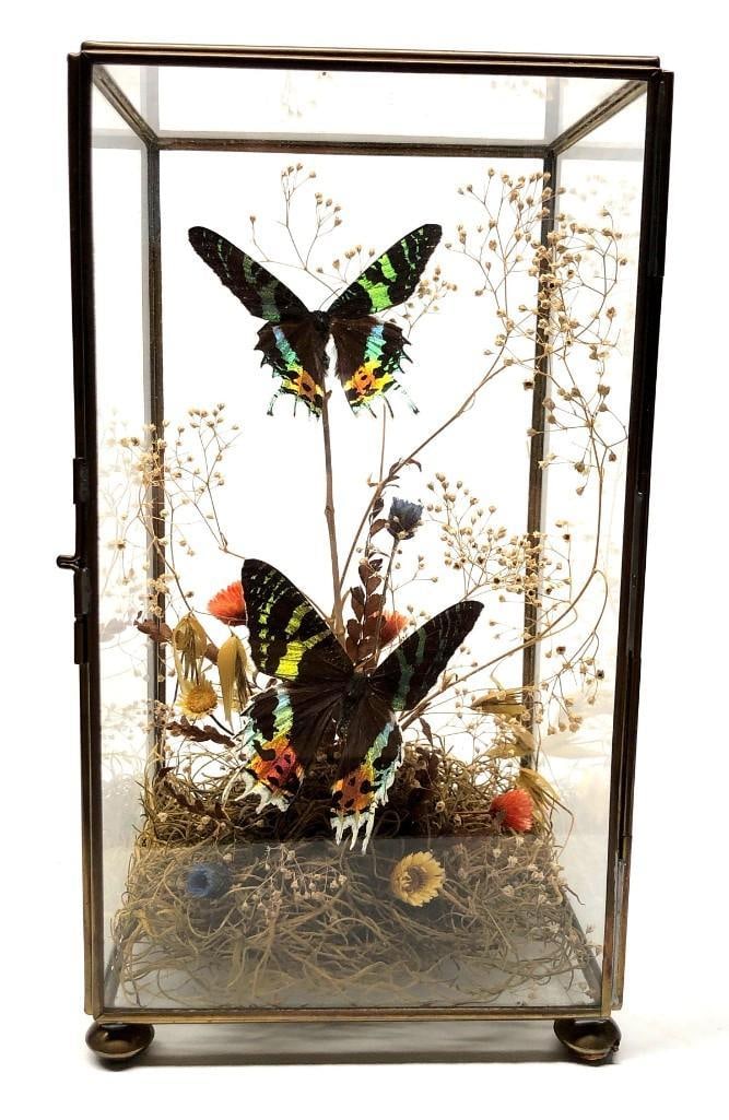 Chrysiridia Rhipheus Taxidermy Glass Terrarium (1 of 8)
