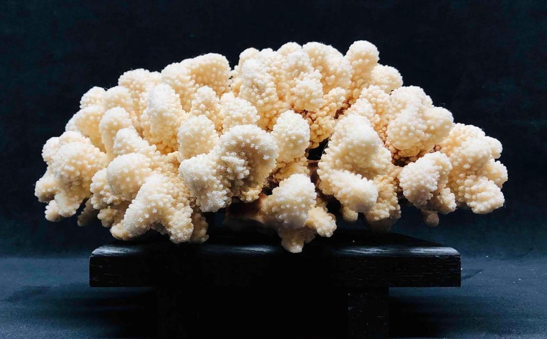 Cluster Of White Coral On Painted Wood Stand (1 of 13)