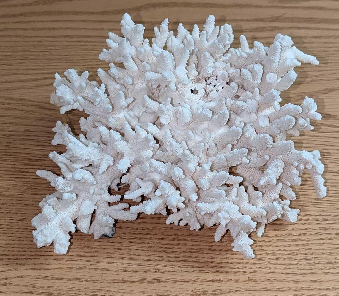 Natural White Coral Branch Cluster (1 of 6)
