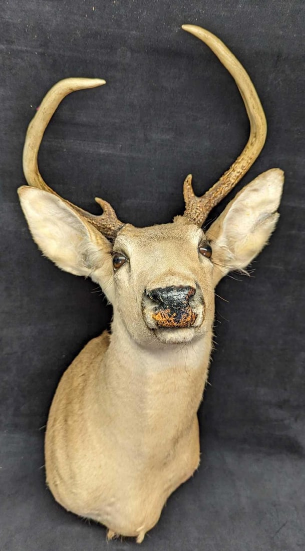 Vintage 5 Point Buck Deer Head & Shoulder Taxidermy Mount: Vintage 5 Point Buck Deer Head & Shoulder Taxidermy Mount 5 Point Head & Shoulder Mount In A Good Vintage Condition. There is some wear on the nose and a rip on the left ear.