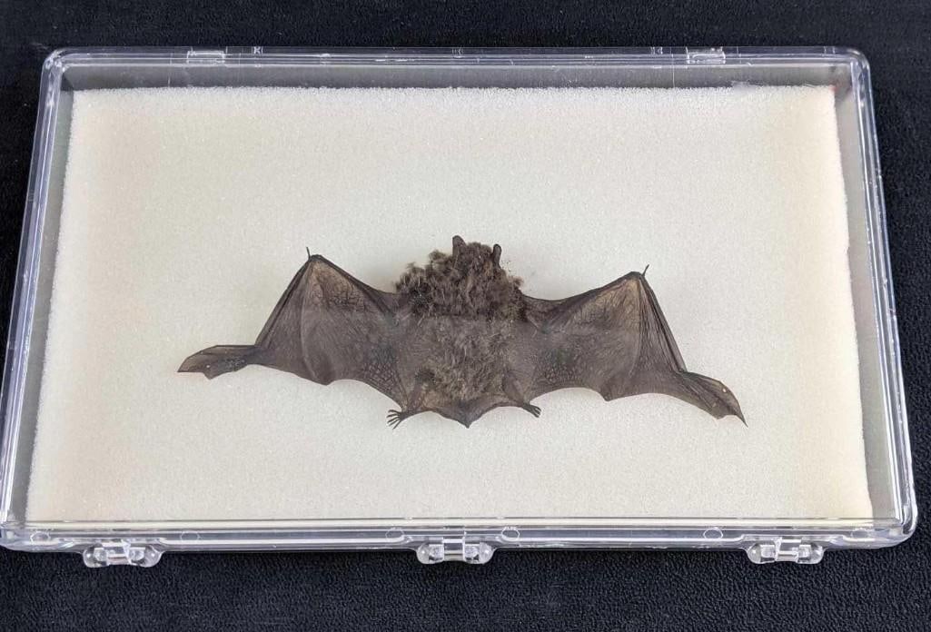 Displayed Real Bat Dead Small Bat In Display Case (1 of 7)
