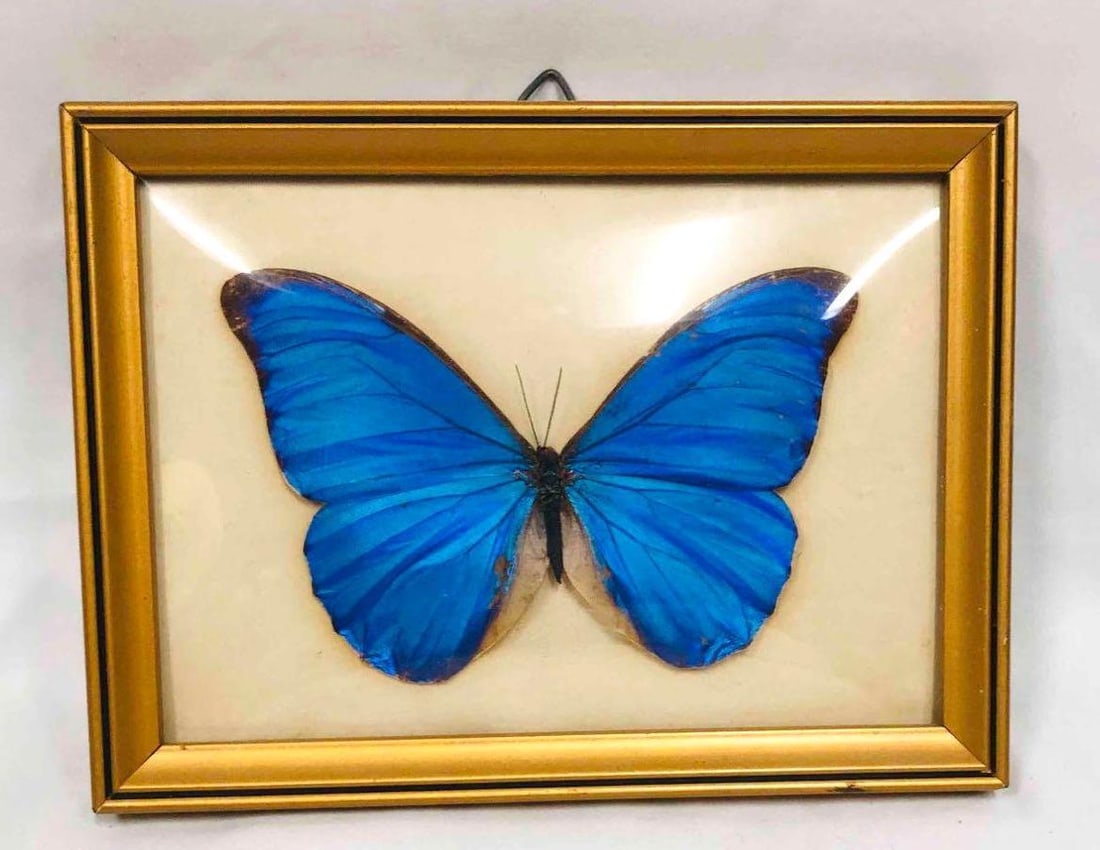 Framed Blue Morpho Butterfly (1 of 6)