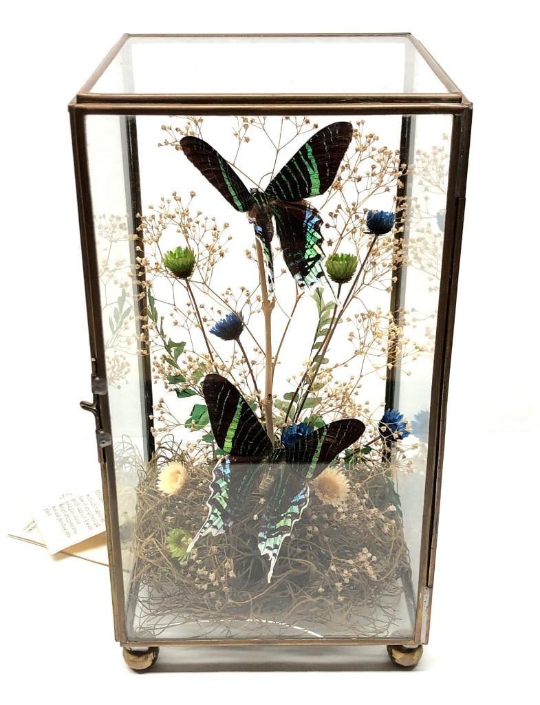 Urania Leilus Taxidermy Glass Terrarium: Butterfly World Creations Glass Terrarium displaying two Brazilian Urania Leilus. It is approx 9-1/4" x 5" x 5" and it weighs about 1.9lbs. Overall the Terrarium is in vintage condition wi