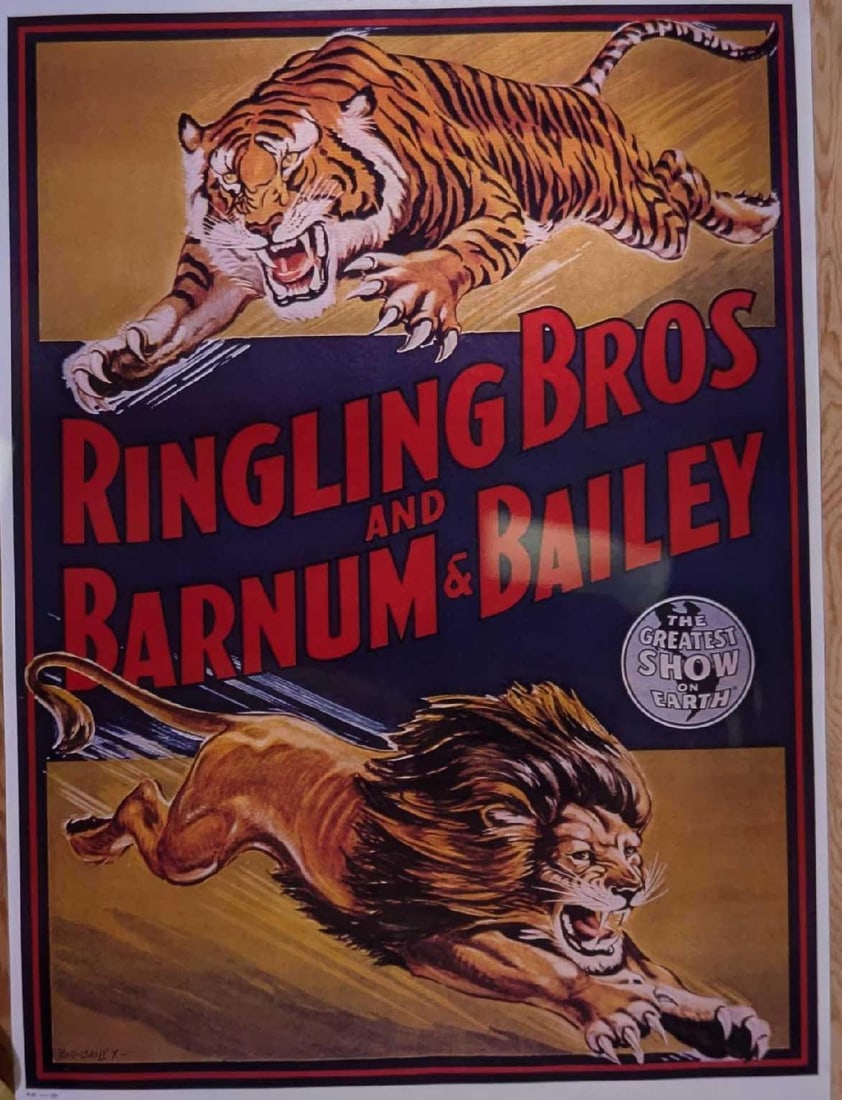 Kodak Transparent 4 X 5 Ringling Brothers Circus Tiger Lion (1 of 3)