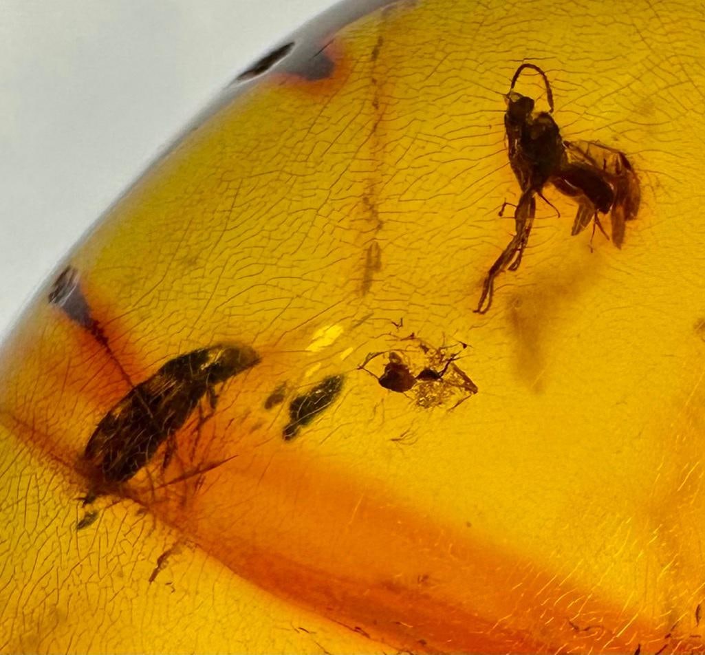 Baltic Amber With Two Insect Inclusions (1 of 8)