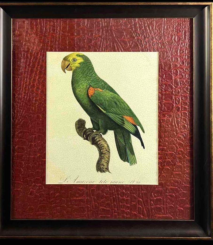 Yellow-Crowned Amazon Parrot Framed Print (1 of 4)
