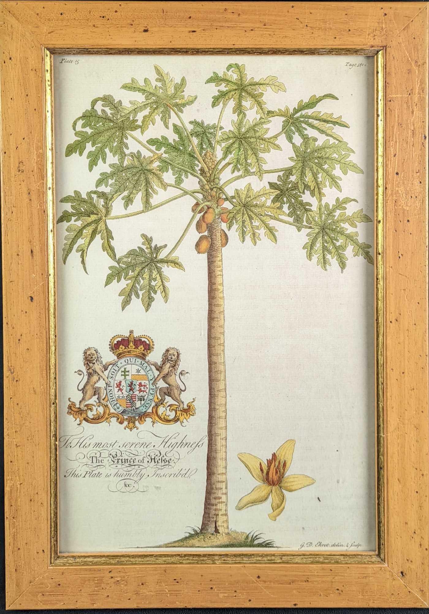 Framed Coconut Tree Natural History Of History Print (1 of 4)