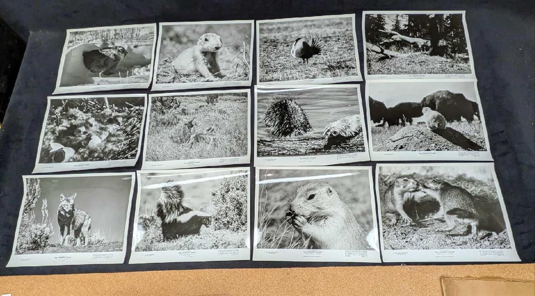 25 Disney The Vanishing Prairie B/W Publicity Photos: 25 Disney The Vanishing Prairie B/W Publicity Photos. The photo prints are approx 10" x 8" and the weight is 0.54lb. The envelope has some shelf wear and rips. 