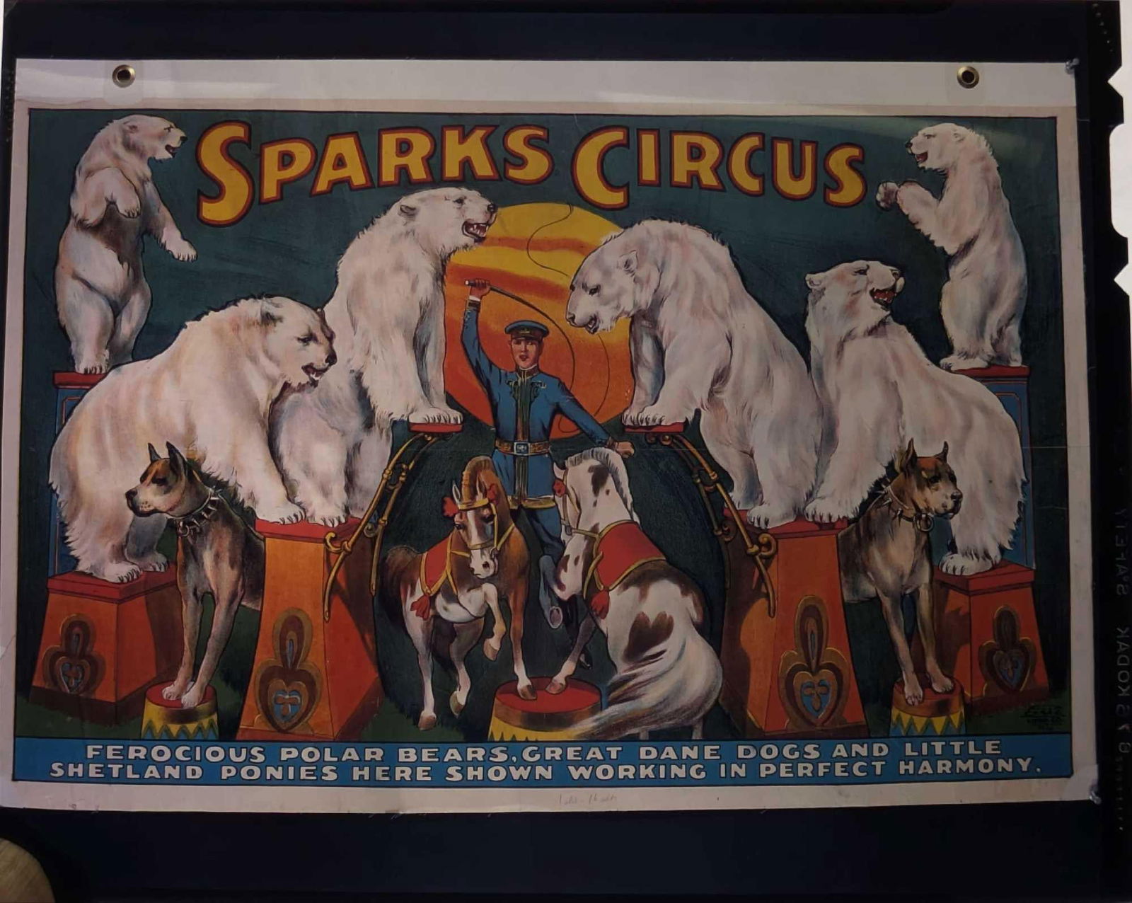 Kodak Transparent 4 X 5 Sparks Circus Polar Bears B: Kodak Transparent 4 X 5 Sparks Circus Polar Bears B. Here is a 4" x 5" Kodak Transparent of a vintage "Spark's Circus" that shows polar bears, dogs and horses. This could be made into prints with