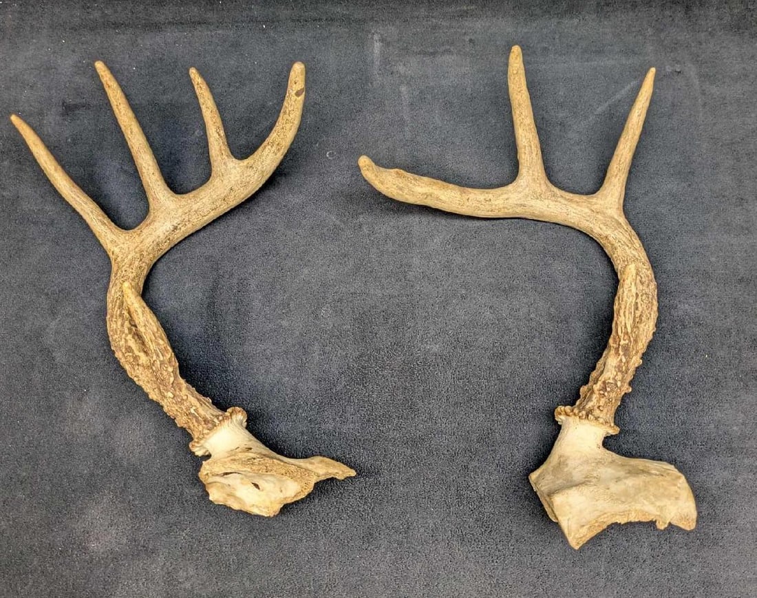 2 Deer Antlers F1 (1 of 5)