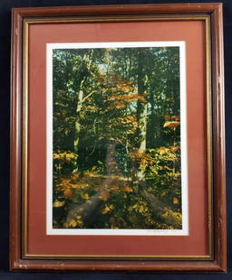 Framed Paul R Sanfield Jr Signed Photo Fall Trees: Here is a lovely color photo of some fall trees that was shot by photographer,&nbsp; Paul R Sanfield Jr. The photo is also signed by the artist on the bottom right. Framed art is approx 19" x 24". Pho