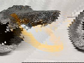 Florida Lake Okeechobee Giant American Alligator Head Mount Taxidermy: Florida Lake Okeechobee Giant 17' American Alligator Skull Taxidermy Authentic Gator Skull Very Nice Taxidermy W/ Green Piercing Mabel Eyes 24" Long 13" Wide 10" Tall 20 lbs 1