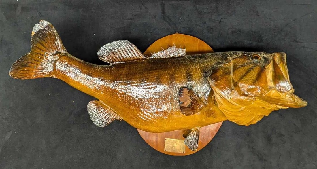 Vintage Mounted Taxidermy Fish Large Mouth Bass (1 of 14)