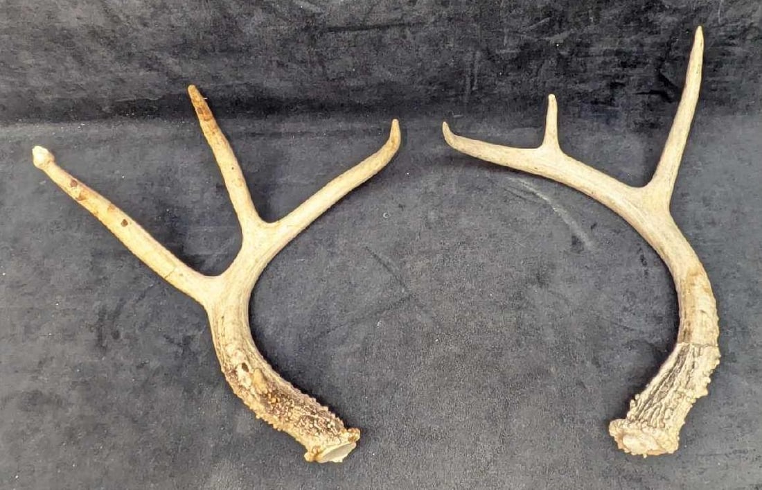 2 Deer Shed Antlers A1: 2 Deer Shed Antlers A1. The 3 point antlers are approx 12" x 7" x 14 1/2" and the other (3 point) is approx 10" x 8 1/4" x 14". The total weight is 2lbs. One of the antlers has some glue residue on th