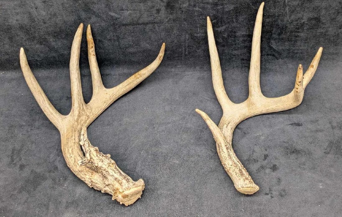 2 Deer Shed Antlers C1 (1 of 5)