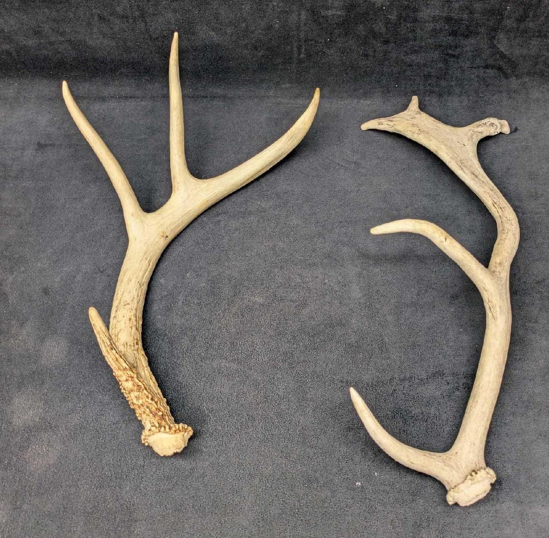 2 Deer Shed Antlers D1 (1 of 5)