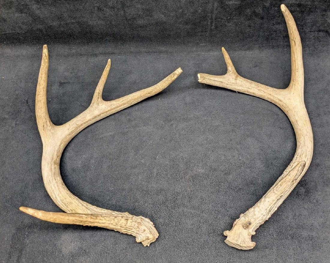 2 Deer Shed Antlers E1 (1 of 5)