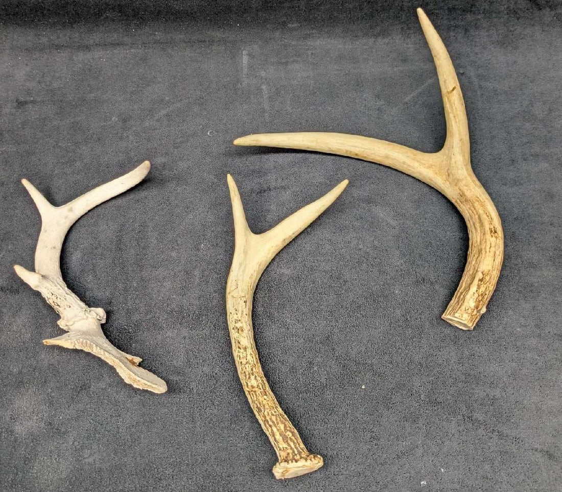3 Small Deer Antlers G1 (1 of 5)