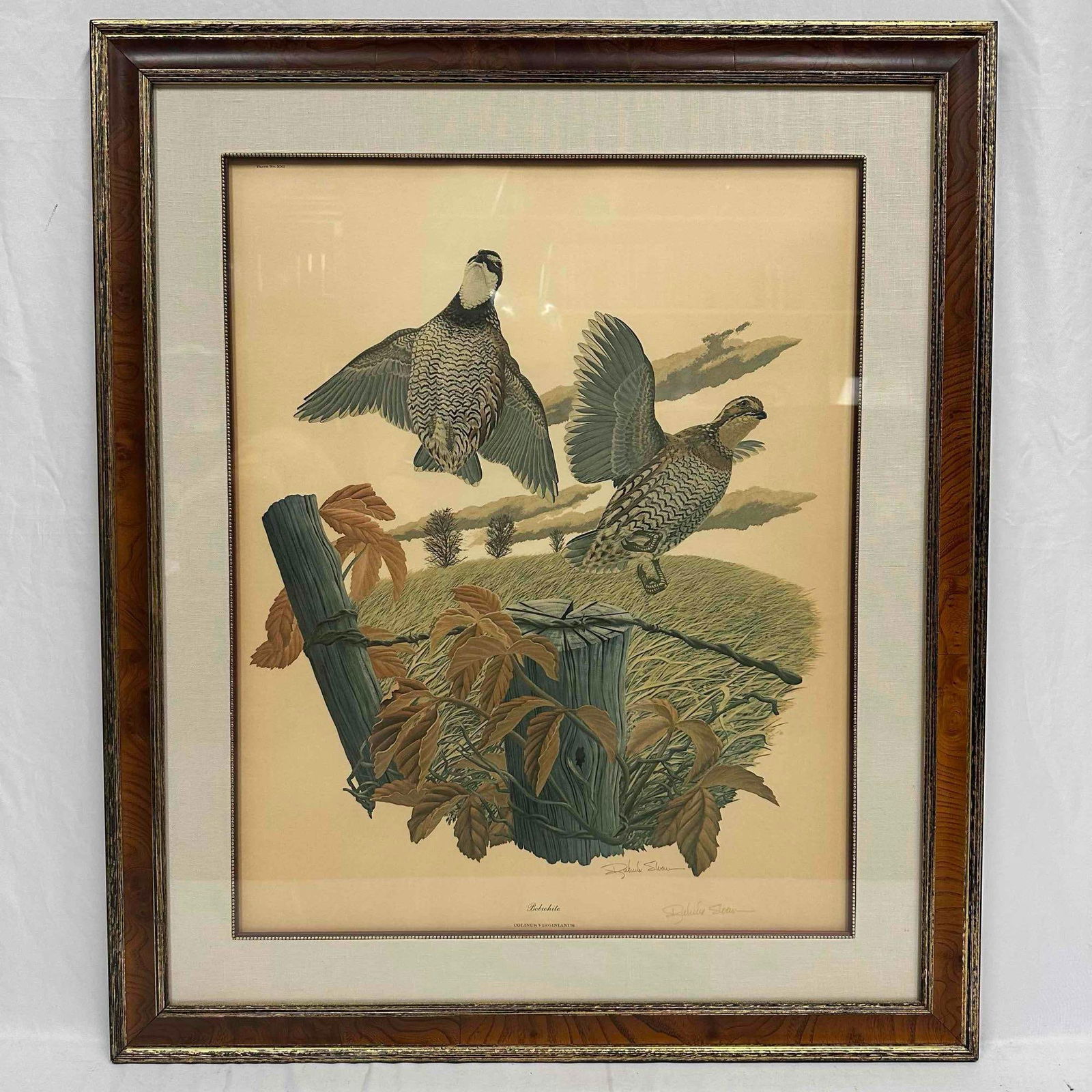 Richard Sloan Bobwhite Framed Art Print Artist Signed R153 (1 of 8)