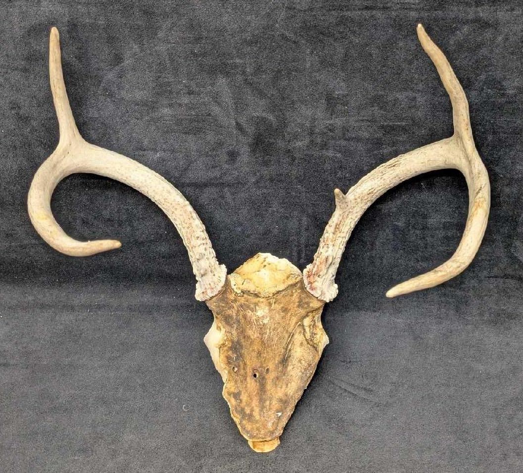 5 Point Deer Antler Skull Cap Attached (1 of 4)