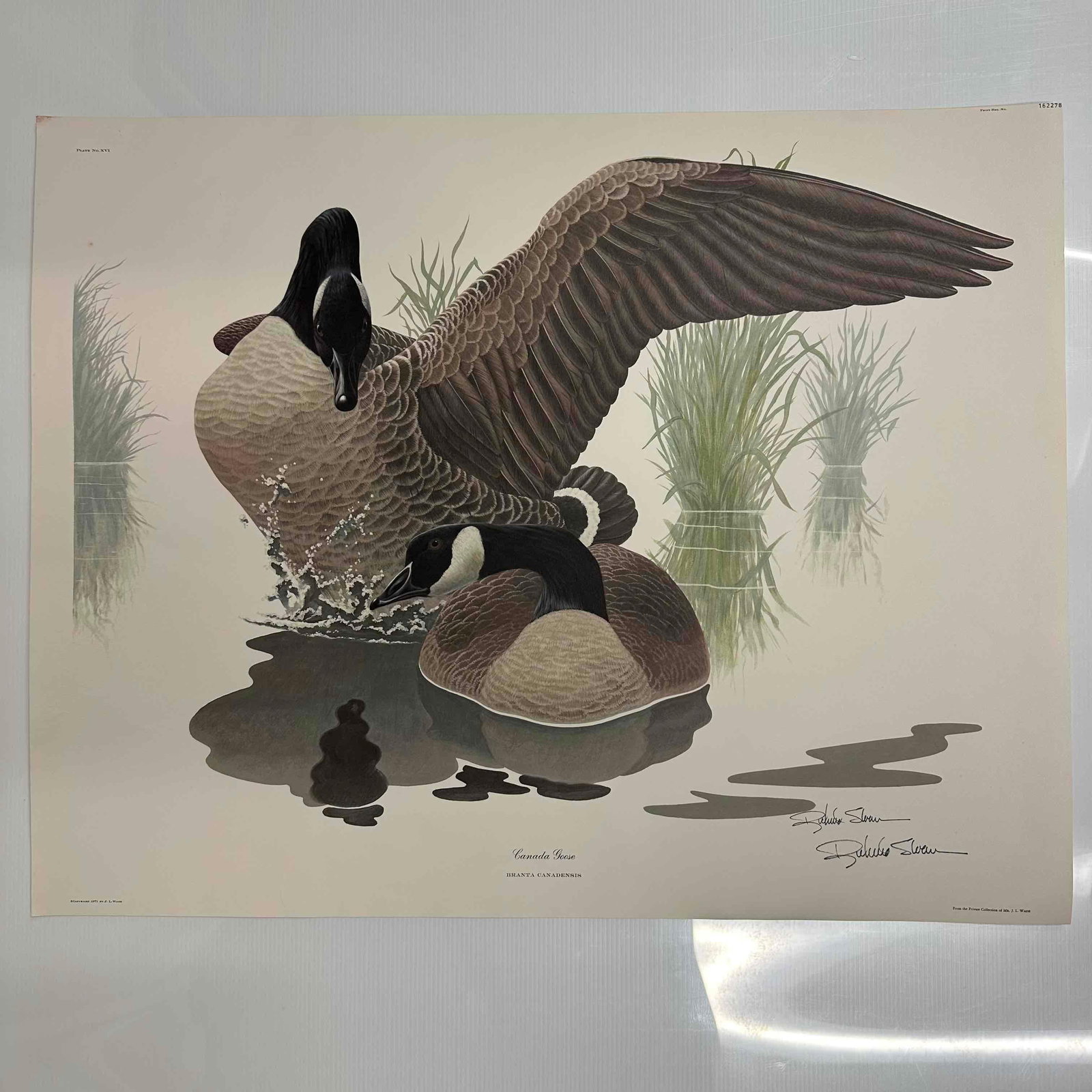 Richard Sloan Canada Goose Framed Art Print Artist Signed Lithograph R153: Classic wildlife lithograph art print featuring two Canadian geese, this art print by Richard Sloan. Artist signature in the bottom right corner. Includes original envelope, folder, and certificate of