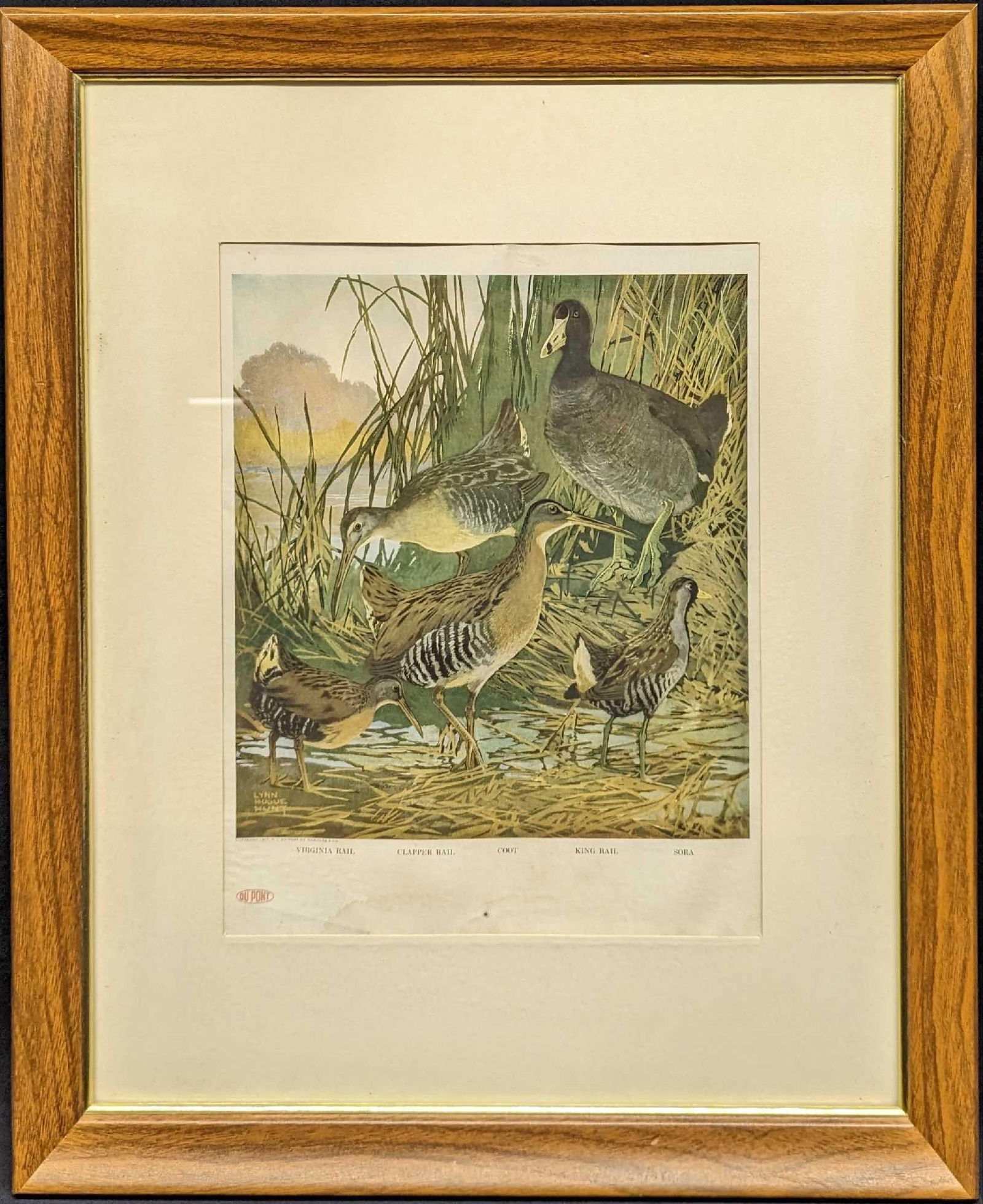 Vintage Framed Virginia Rail 1917 Du Pont Art Print: Vintage Framed Virginia Rail 1917 Du Pont Art Print. The framed print is approx 18 3/8" x 1 1/4" x 22 1/4" and it weighs 3.80lbs. The print/visible image is approx 10 1/4" x 13 1/2". The frame print i