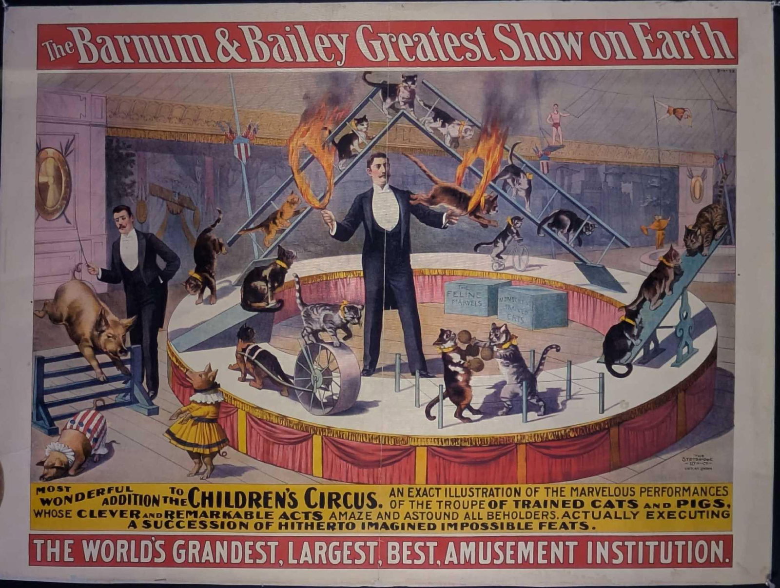 4 X 5 Barnum & Bailey Cats Transparency B (1 of 2)