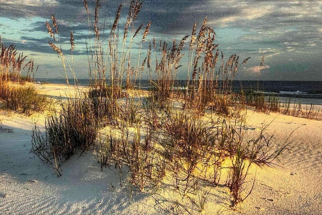 Framed Photograph Of A Genuine Giclee By Cavanah Images Seaoat Sunset 212/1500 With COA (1 of 7)