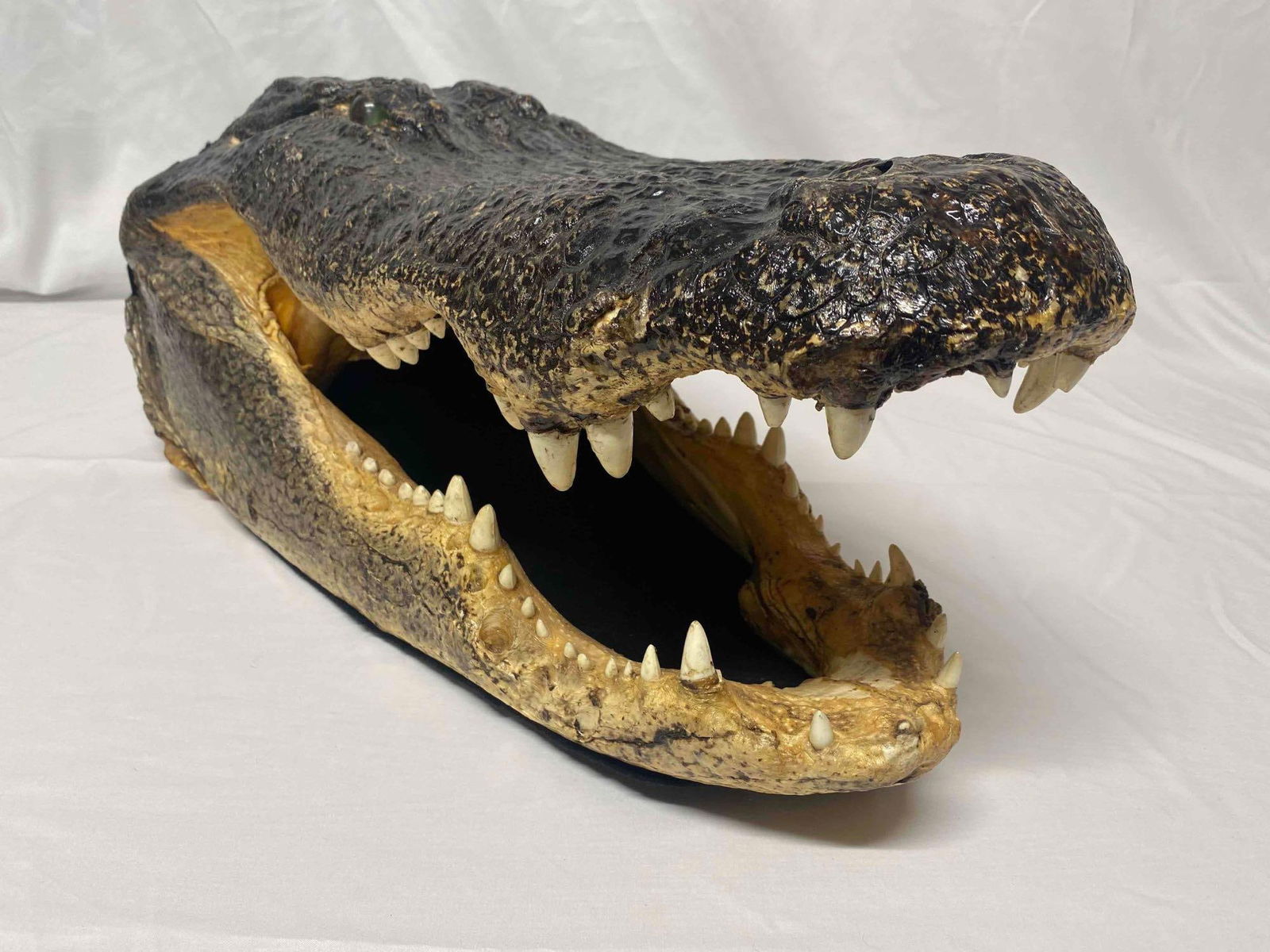 Florida Lake Okeechobee Giant American Alligator Head Mount Taxidermy (1 of 13)