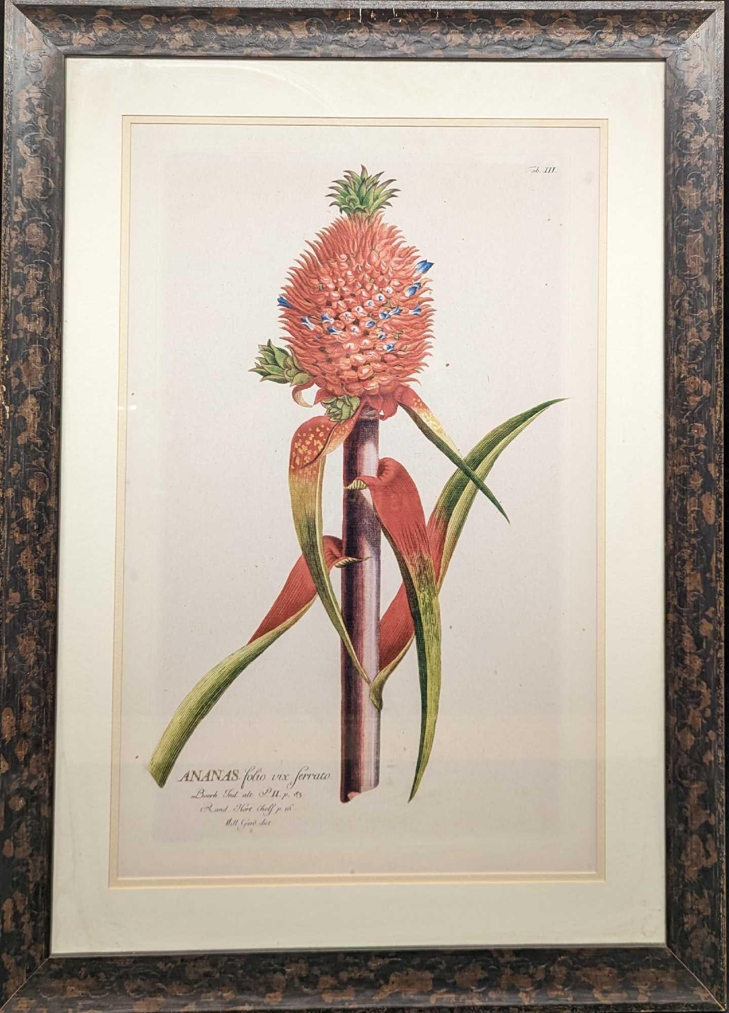 Framed Georg Dionysius Ehret Ananas II Print: Framed Georg Dionysius Ehret Ananas II Print. The framed prints are approx 22 1/2" x 1" x 31 1/4" and it weighs 8.4 lbs. The frame has markings and chips. Please see the images as they are part of