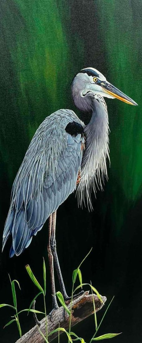 Framed Photograph Of A Genuine Giclee By Cavanah Images Queen Of The Marsh 96/1500 With COA (1 of 7)