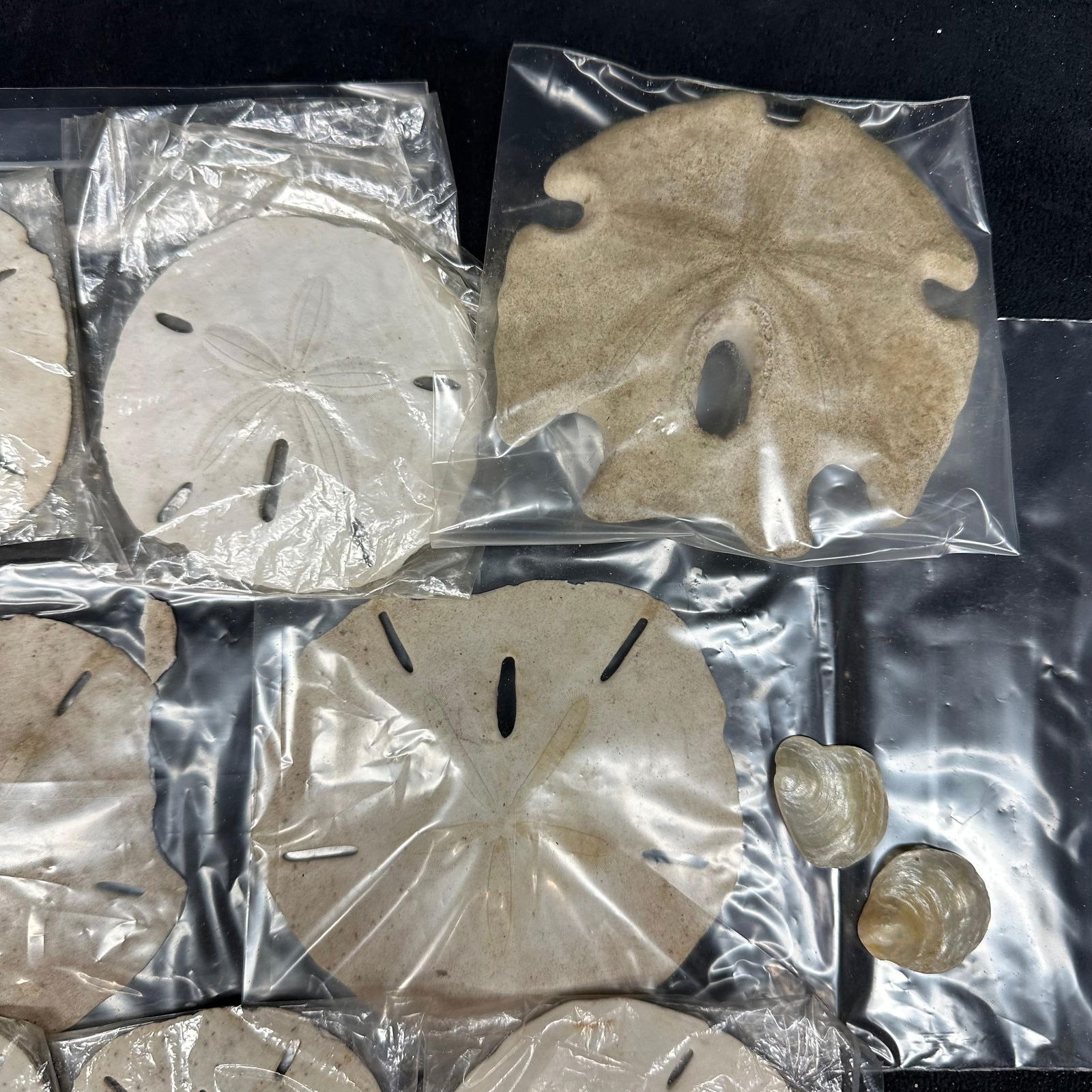Natural Sand Dollars and Shell Collectible Assorted Lot: Collection of genuine natural sand dollars and small seashell pieces. Each piece features the classic five-petal design and natural coloration ranging from off-white to beige. Beautiful, unique