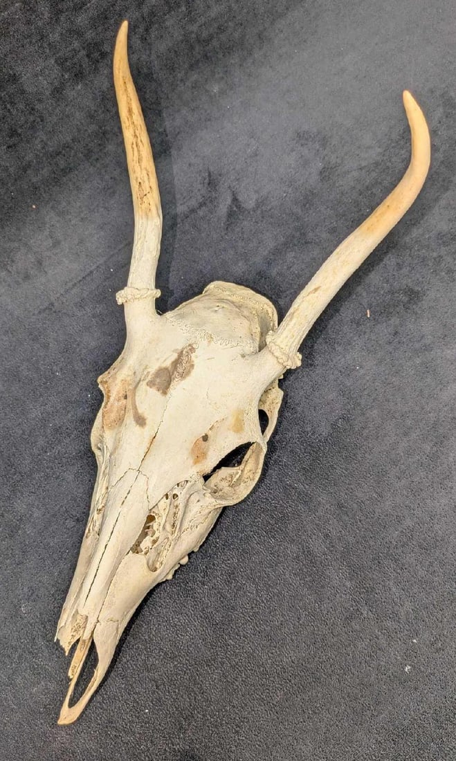 Young Deer Skull Mount With Antlers (1 of 6)