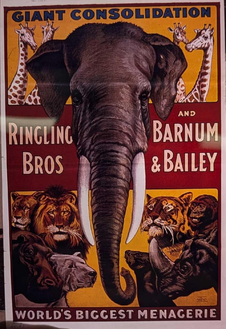 Kodak Transparent 4 X 5 Ringling Brothers Circus Animals (1 of 3)
