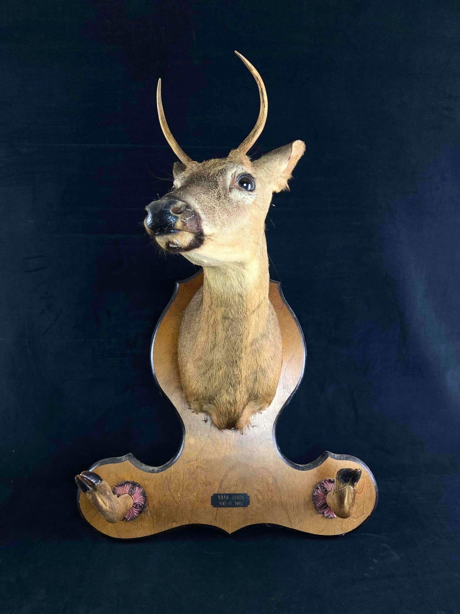Vintage 2 Point Buck Mount W Hooves Gun Rack (1 of 6)