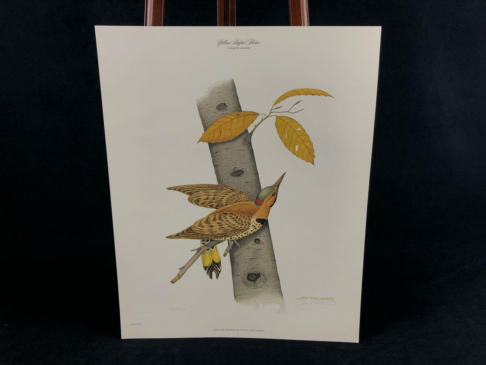 Vintage Wildlife Artist Jim Oliver "Yellow Shafted Flicker" Signed 156 / 3000 Lithograph Print: Authentic Wildlife Artist Jim Oliver "Yellow Shafted Flicker " Signed Embossed Lithograph Print Near mint - never framed