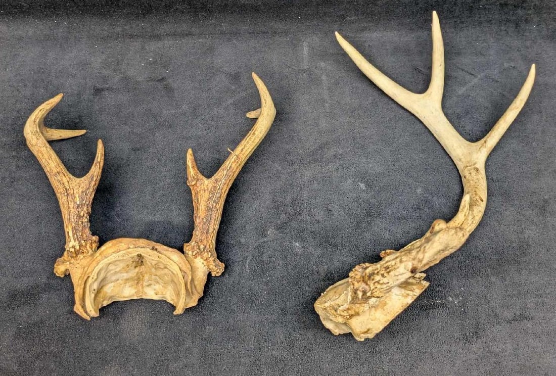 2 Deer Antler On Skulls (1 of 4)