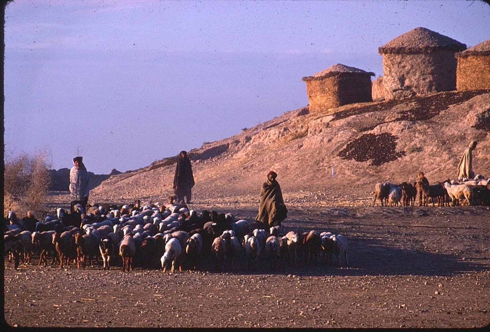 Vintage Kodachrome Photo Slide with Digital Prints Herders and Flock by Round Huts: Original Kodachrome 35mm slide with matching digital prints showing herders with a large flock of sheep or goats in front of traditional round thatched huts on a hillside. The scene captures the