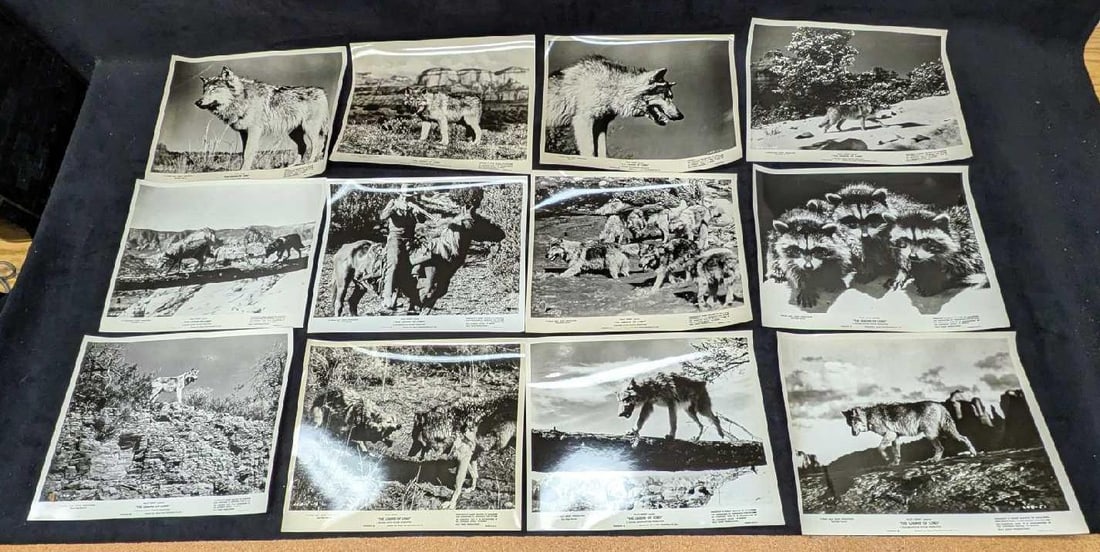 19 Disney The Legend Of Lobo B/W Publicity Photos: 19 Disney The Legend Of Lobo B/W Publicity Photos. Each of the photo prints are approx 10" x 8". The total weight is 0.41lb. The photos have some creases and the envelope has some shelf wear and rips.