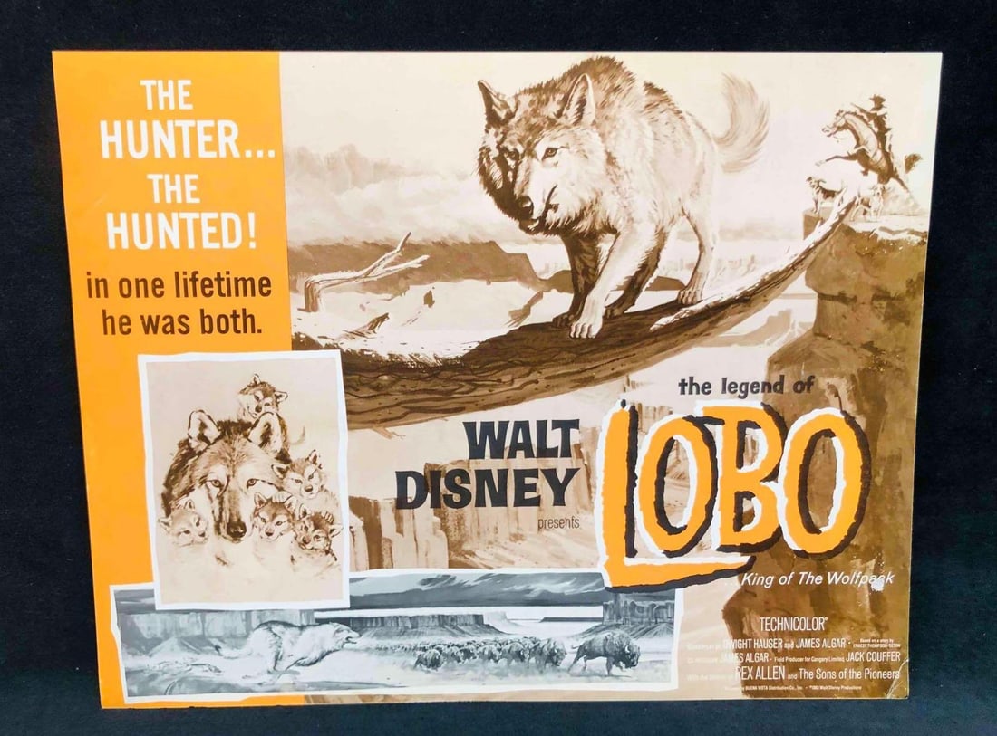 8 Lobby Cards Walt Disney The Legend Of Lobo King Of The Wolfpack 1962 (4): This lot contains 8 Lobby Cards Walt Disney The Legend Of Lobo King Of The Wolfpack 1962 (4). It is approx 11" x 14" and it weighs about 0.3lbs. Overall the set is in good used condition with some lig